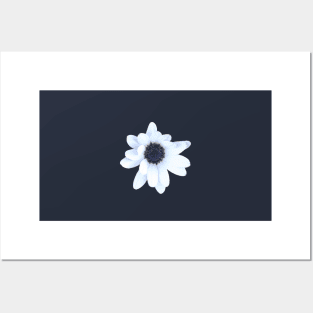 Sleepy African Daisy Flower Posters and Art
